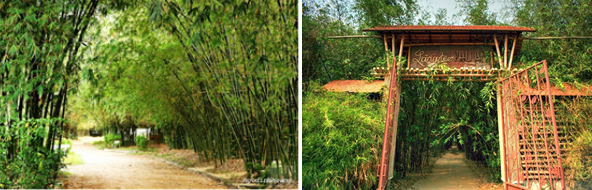 대나무로 둘러 쌓인 베트남의 전통 촌락/출처=베트남민족문화원